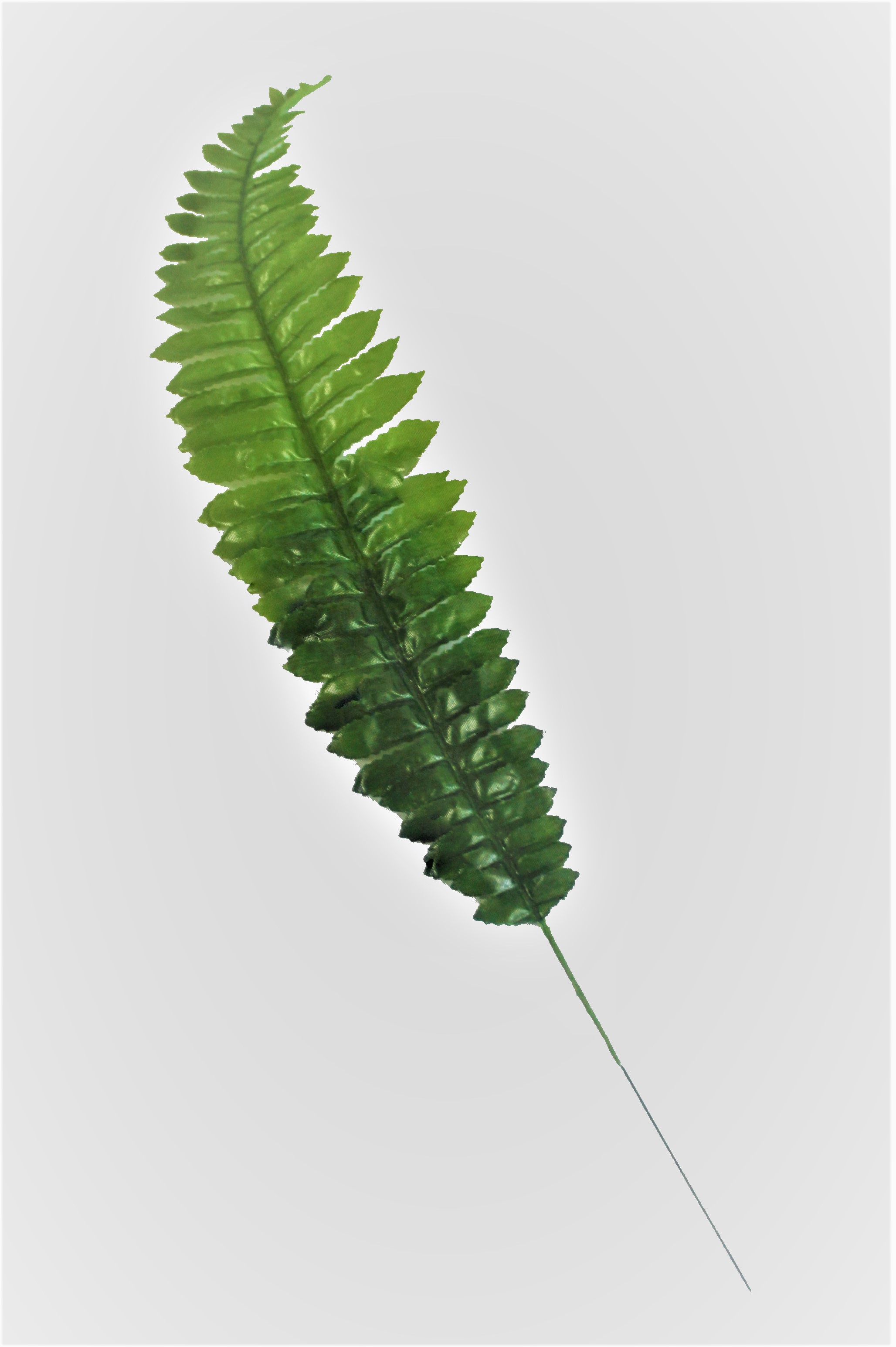 В2014 ЛИСТ ПАПОРОТНИКА УЗКОГО 53/40 СМ.В УП. 20 ШТ ШИРИНА ЛИСТА 9,5 СМ.