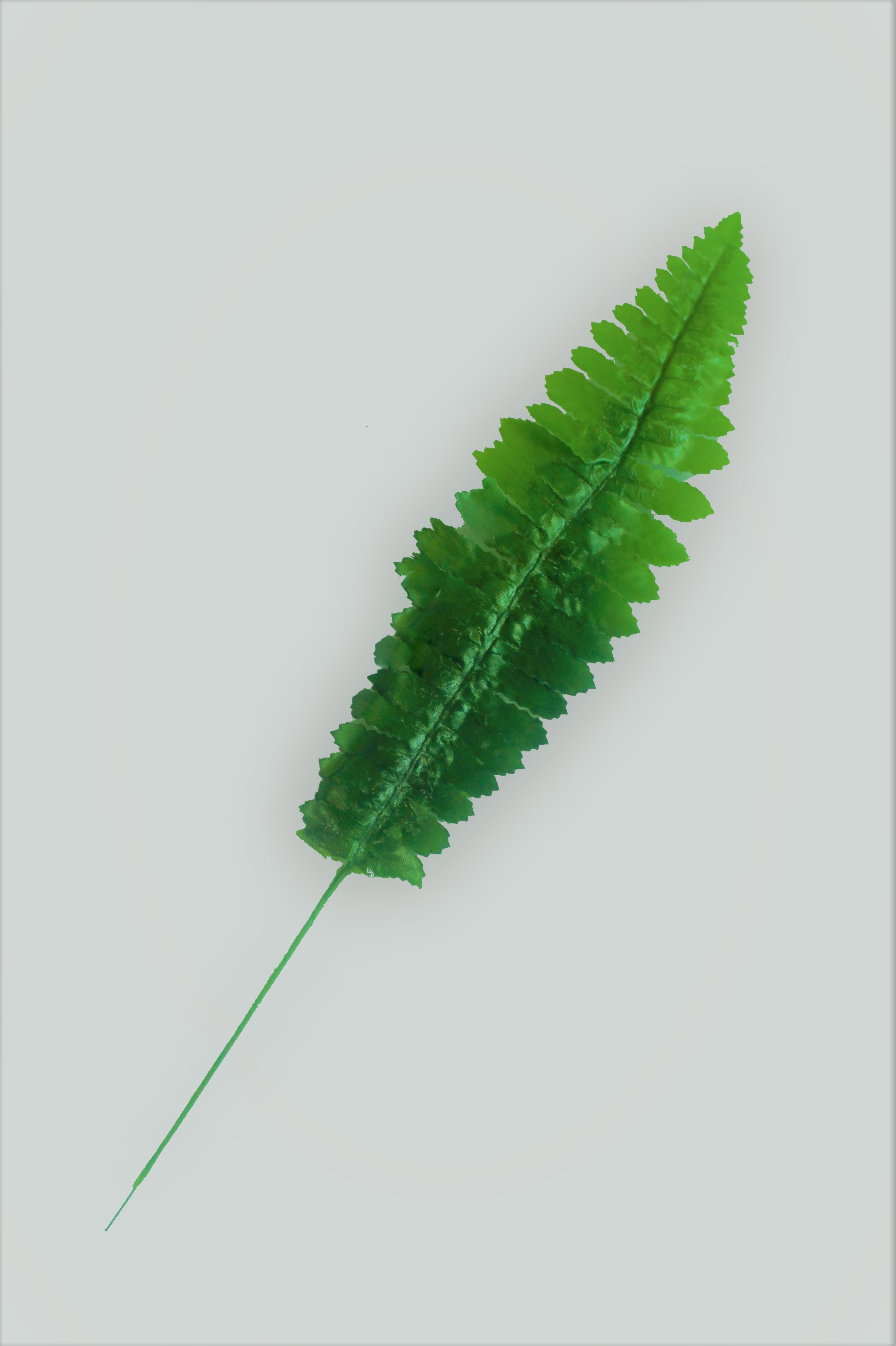 В2015 ЛИСТ ПАПОРОТНИКА УЗКОГО 36 СМ.  20 ШТ В УП. ШИРИНА ЛИСТА 7,5 СМ.