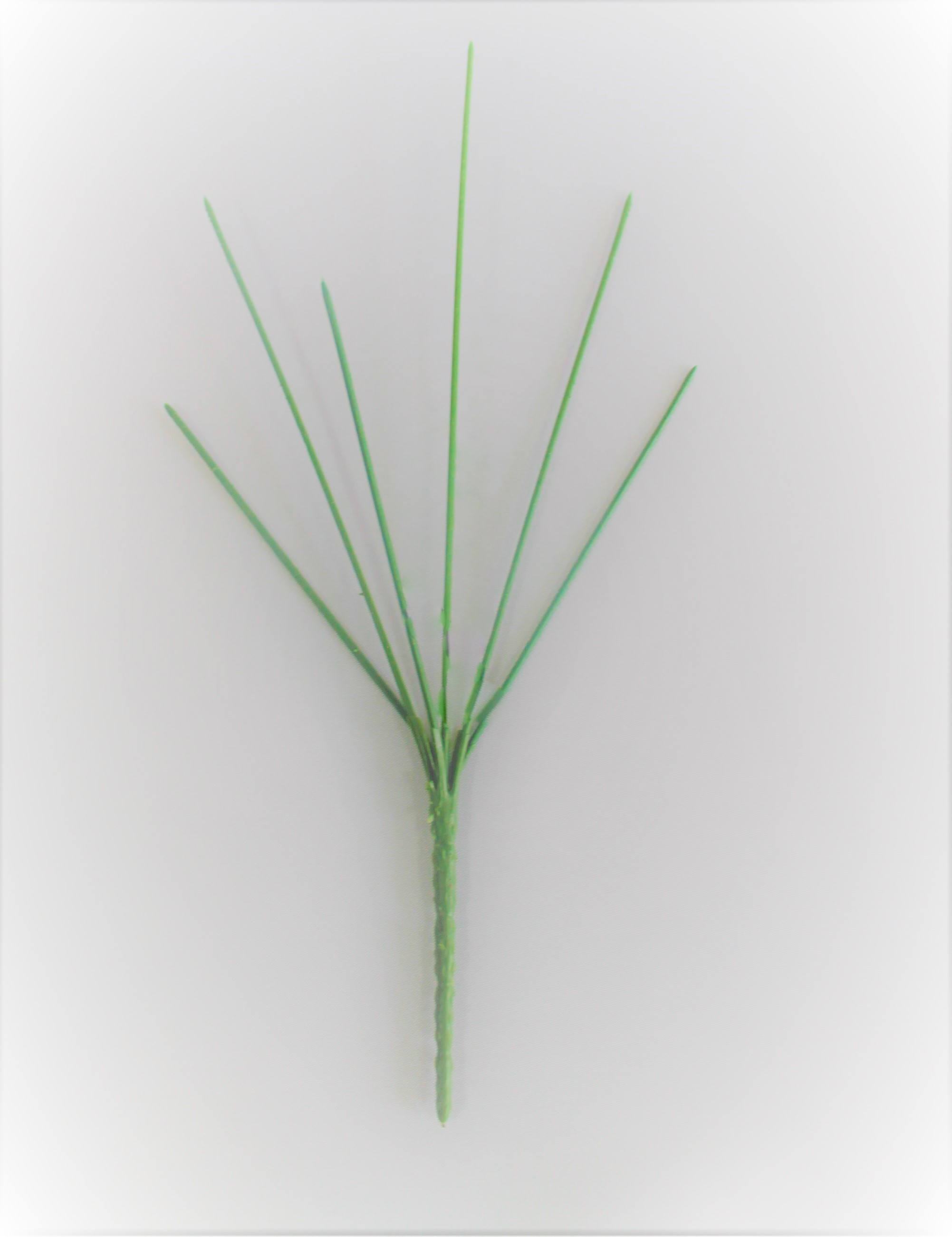 В6011 СТЕБЕЛЬ ДЛЯ БУКЕТА 30 СМ. 6 ВЕТОК 10 ШТ. В УП.