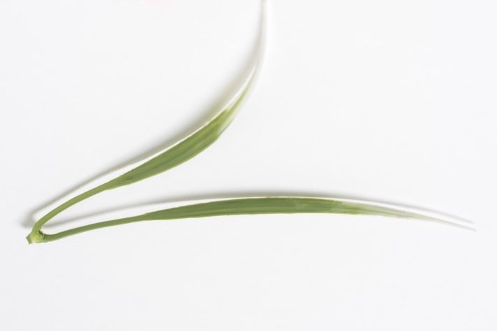 В2019 ОСОКА ПЛАСТИКОВАЯ В. 18 СМ.В УП. 100 ШТ.