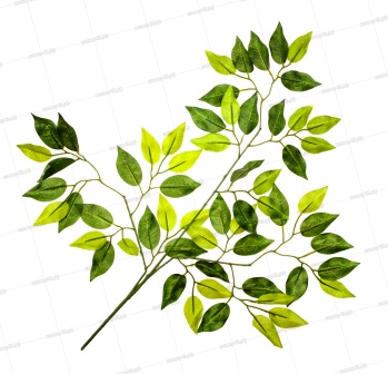 ЛИСТЬЯ, ВЕТКИ, СТЕБЛИ 